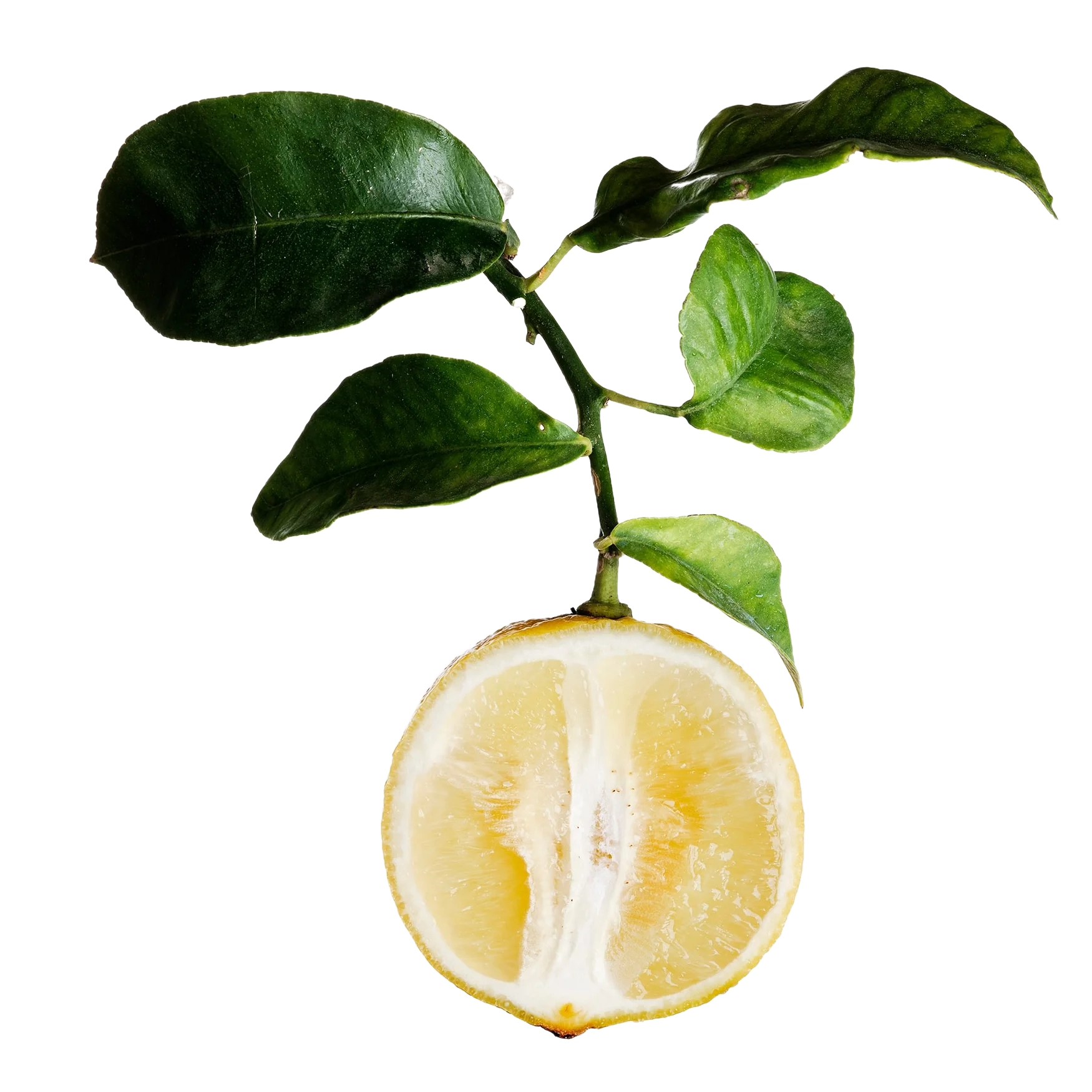 عکس برگاموت یا ترنج