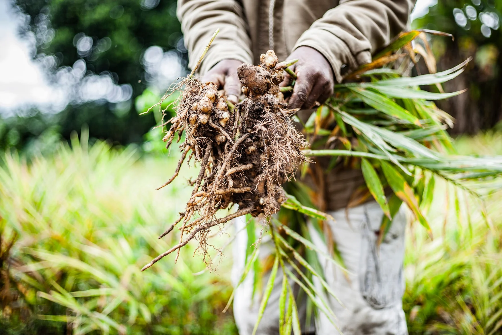 برداشت زنجبیل