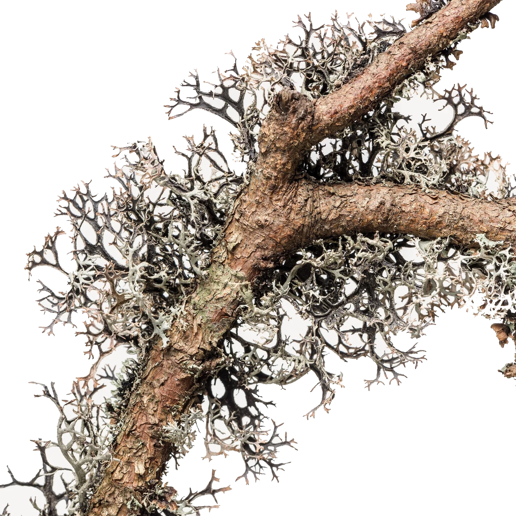 خزه درخت یلوط