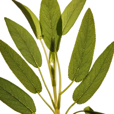 گیاه مریم گلی