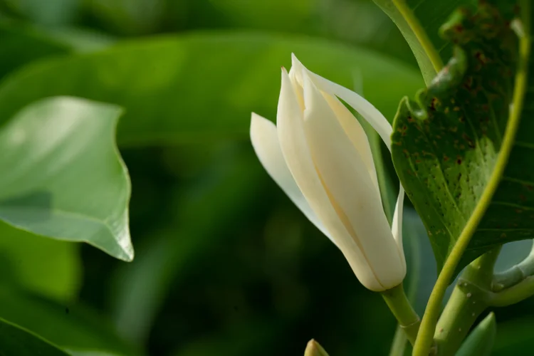 رایحه گل مگنولیا در عطرسازی