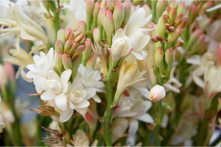 رایحه گل مریم در عطرسازی